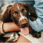 Bringing Your Dog to Disney World: A Guide to Pet-Friendly Resorts at Walt Disney World